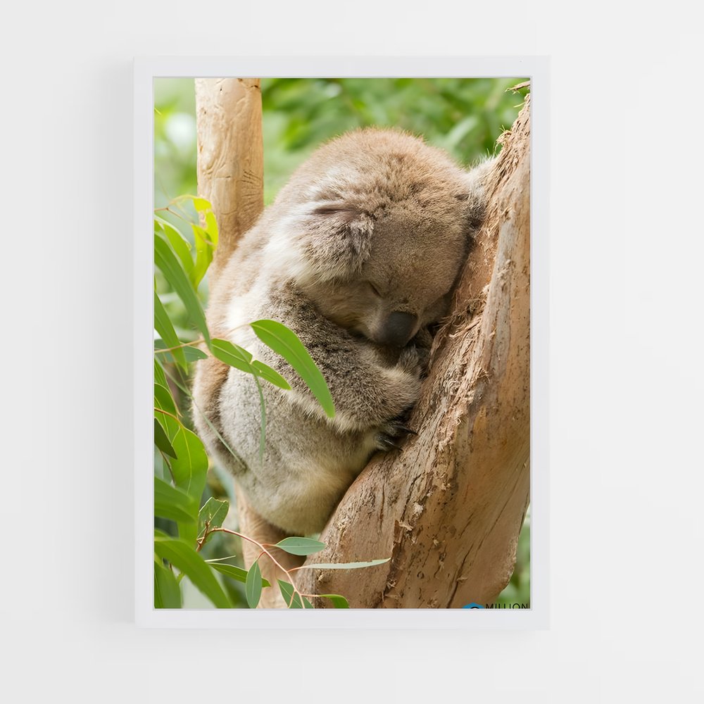 ap-koala-6 cadre Blanc