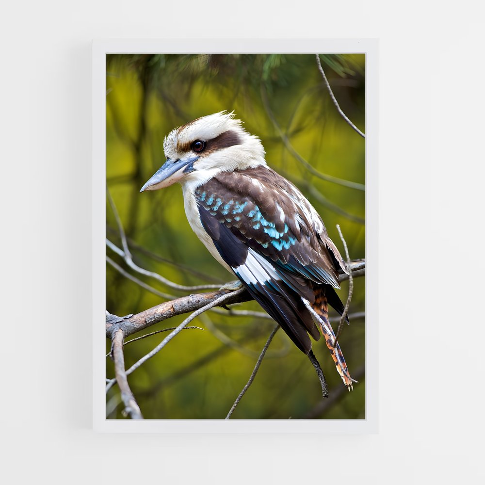 ap-kookaburra-1 cadre Blanc