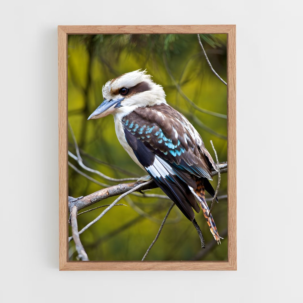 ap-kookaburra-1 cadre Bois clair