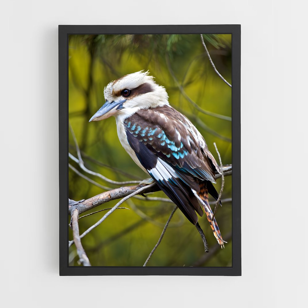 ap-kookaburra-1 cadre Noir