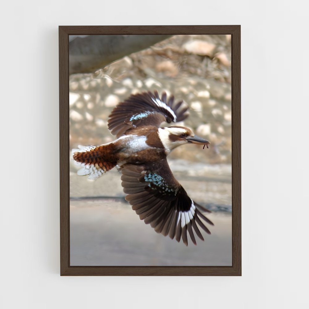 ap-kookaburra-2 cadre Bois foncé
