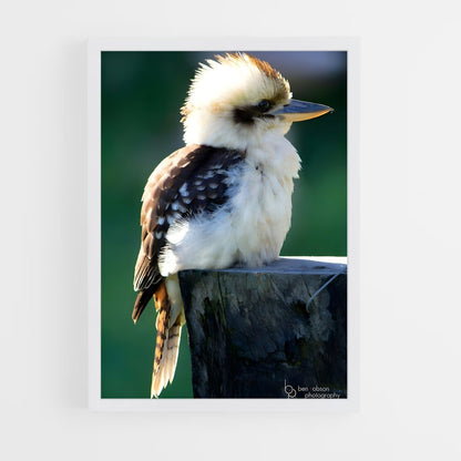ap-kookaburra-3 cadre Blanc