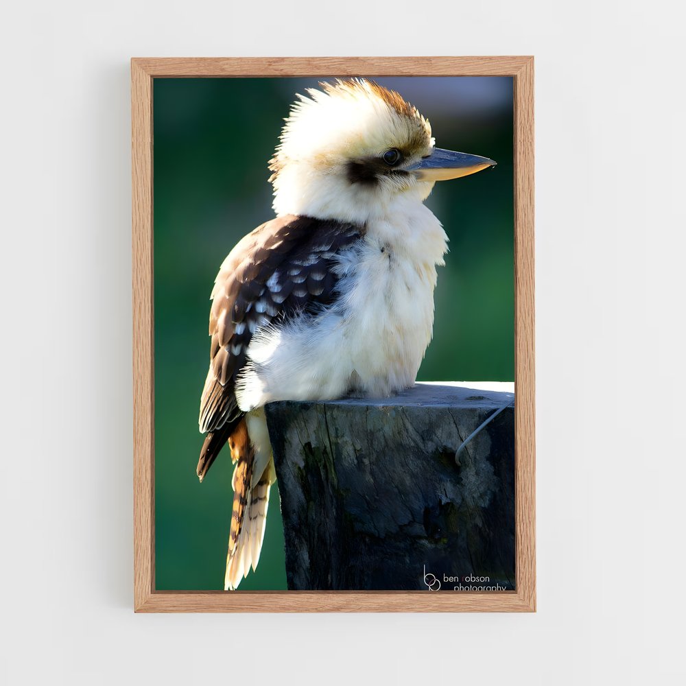 ap-kookaburra-3 cadre Bois clair