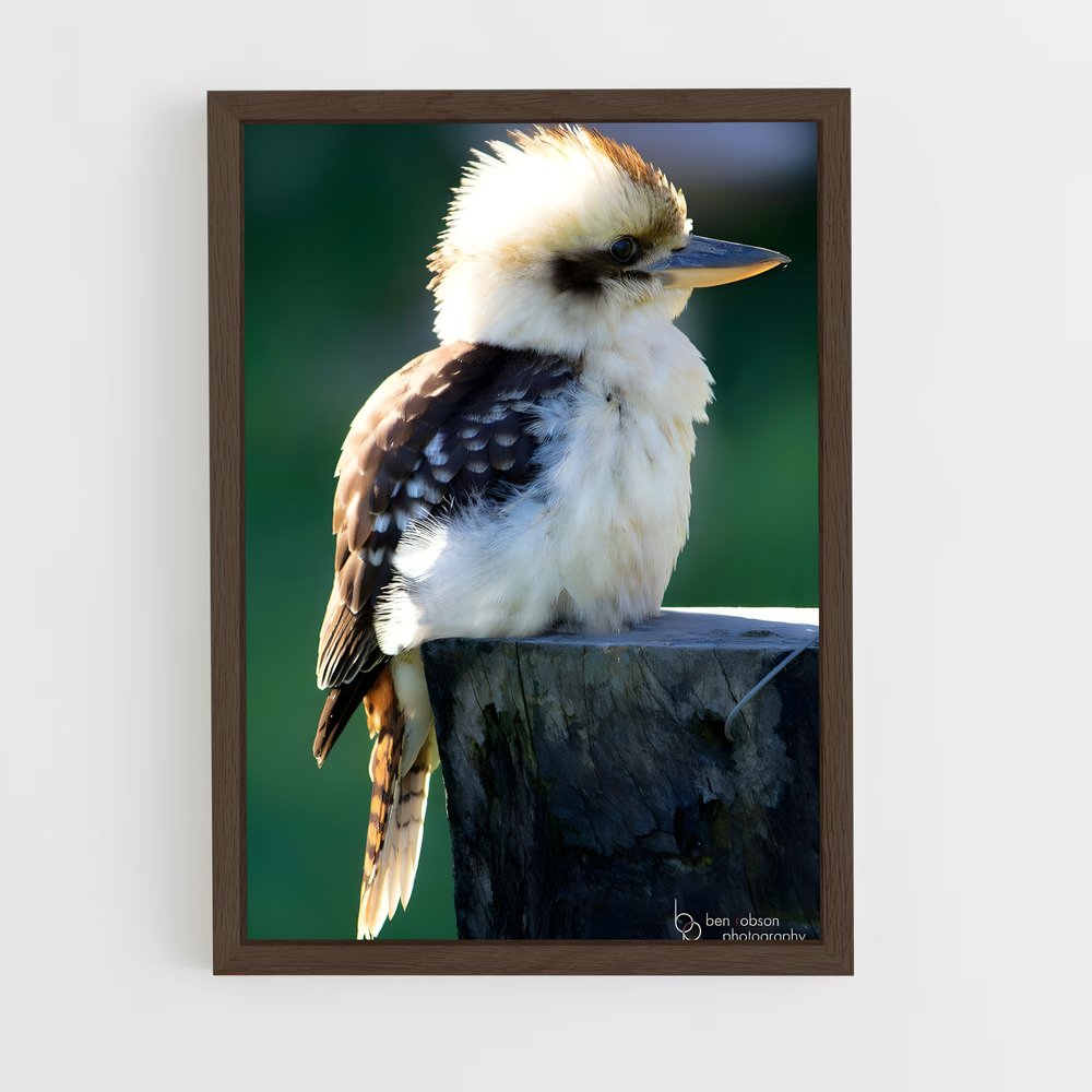 ap-kookaburra-3 cadre Bois foncé