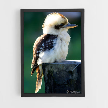 ap-kookaburra-3 cadre Noir