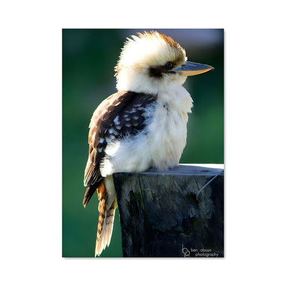 Poster Kookaburra Punk