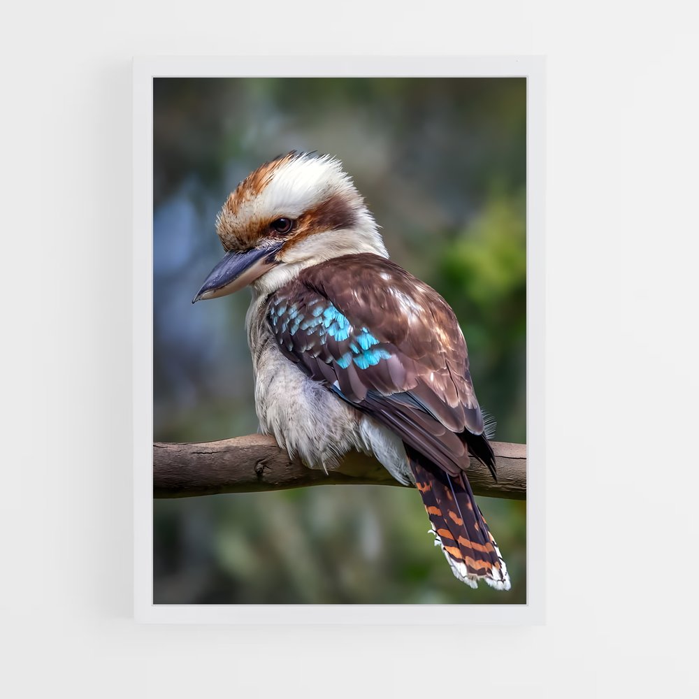 ap-kookaburra-4 cadre Blanc