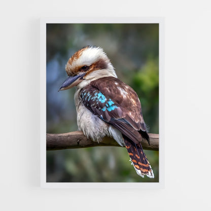 ap-kookaburra-4 cadre Blanc