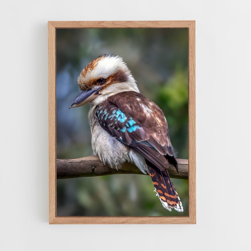 ap-kookaburra-4 cadre Bois clair