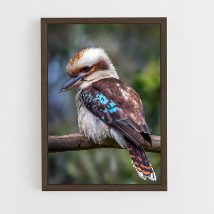 ap-kookaburra-4 cadre Bois foncé