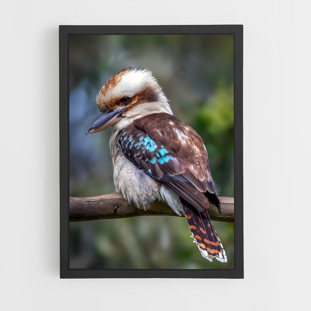 ap-kookaburra-4 cadre Noir
