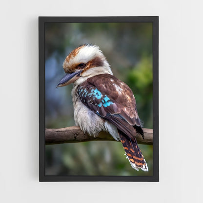 ap-kookaburra-4 cadre Noir