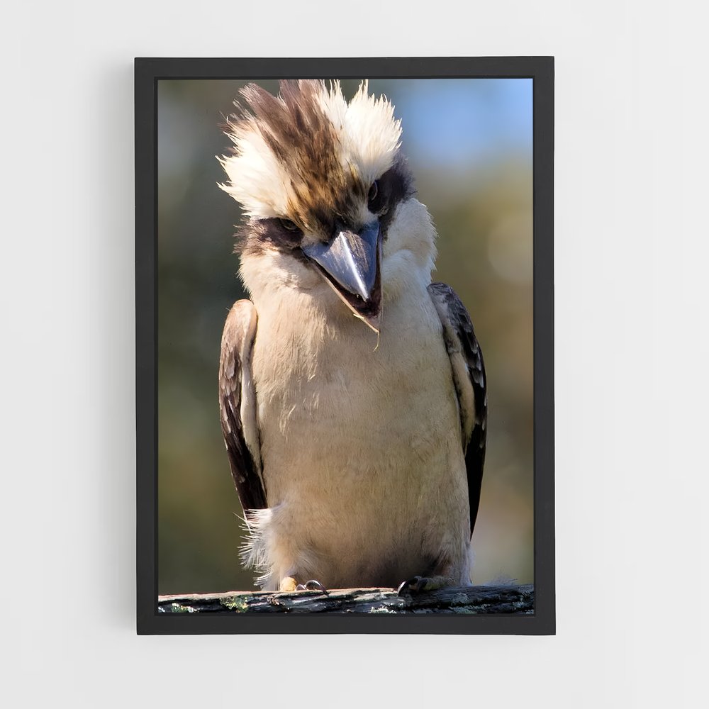 ap-kookaburra-5 cadre Noir