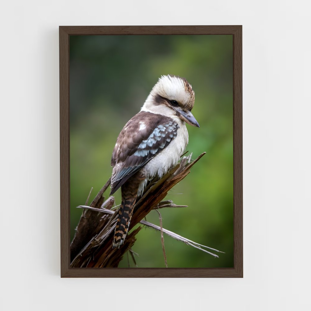 ap-kookaburra-7 cadre Bois foncé