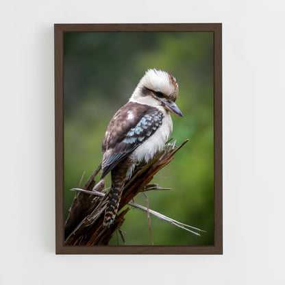 ap-kookaburra-7 cadre Bois foncé