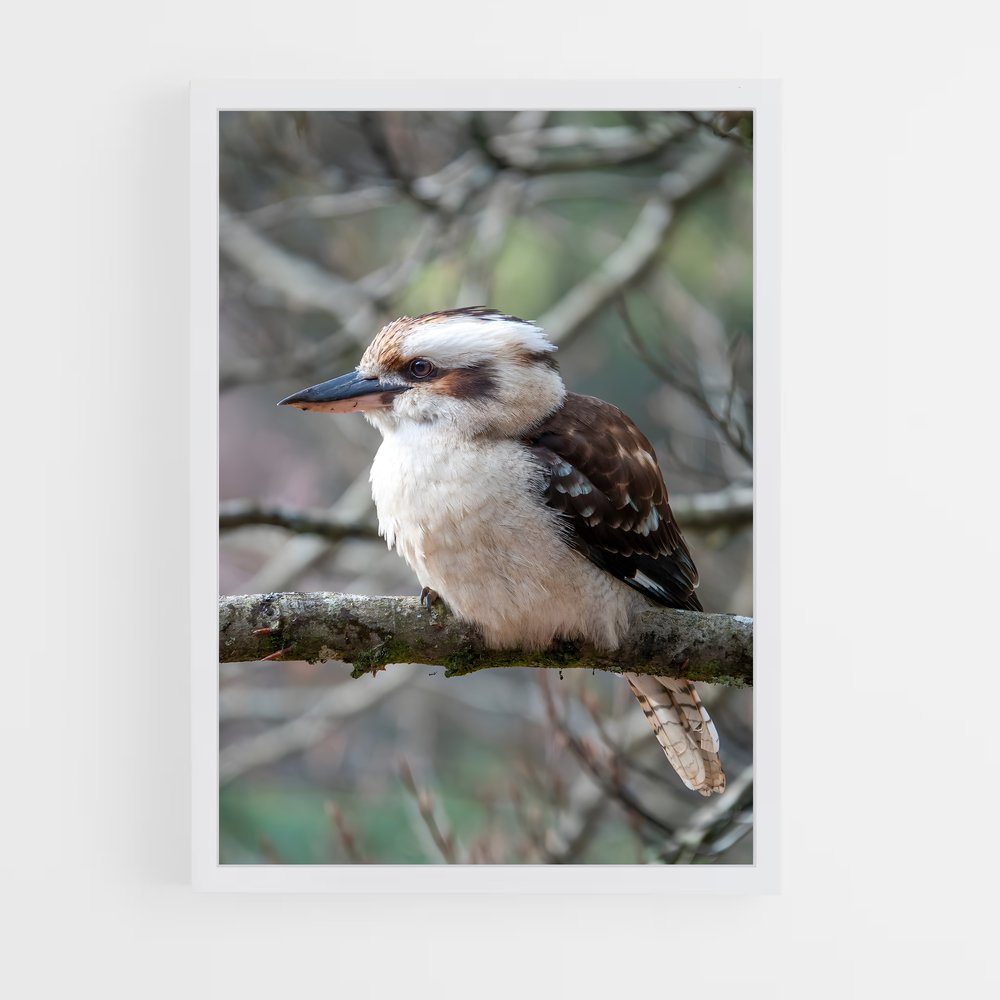 ap-kookaburra-8 cadre Blanc