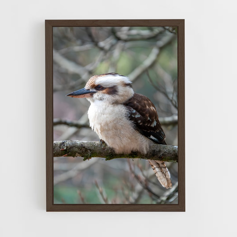 ap-kookaburra-8 cadre Bois foncé