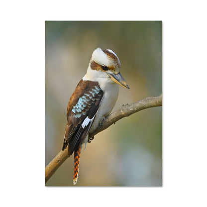 Poster Kookaburra 83871