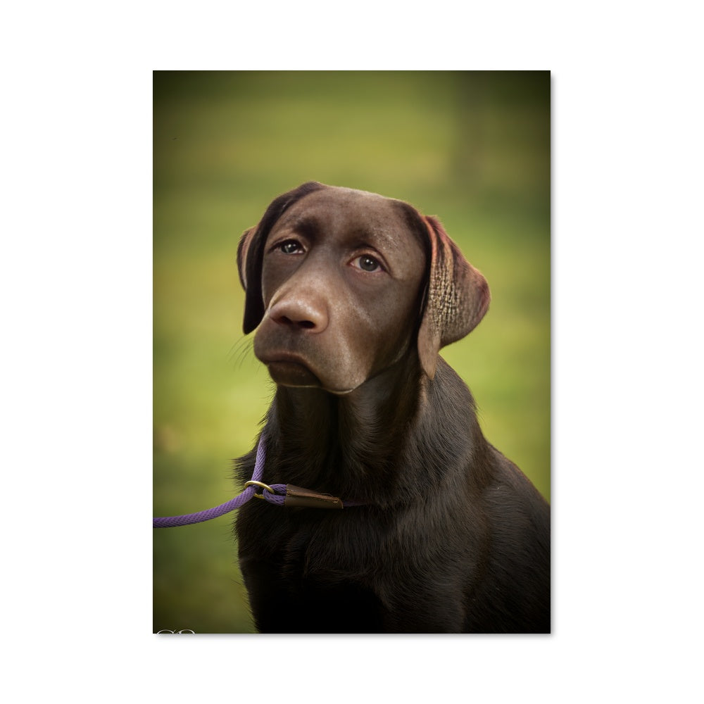 Poster Labrador Lovable