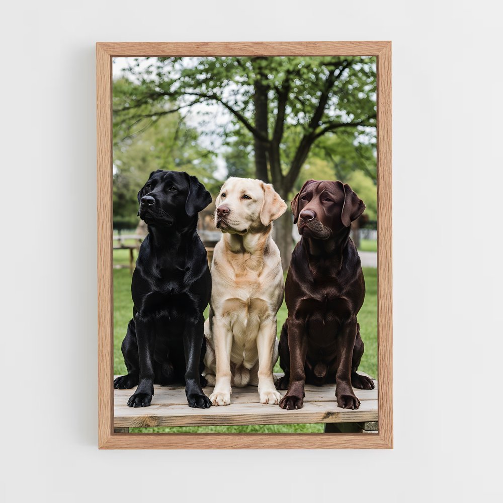 ap-labrador retriever-1 cadre Bois clair