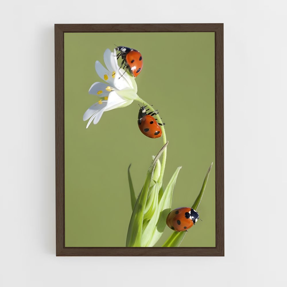 ap-ladybug-3 cadre Bois foncé