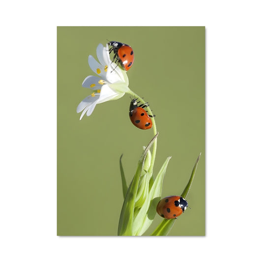 Poster Coccinelle Enchantée