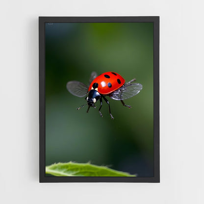 ap-ladybug-6 cadre Noir