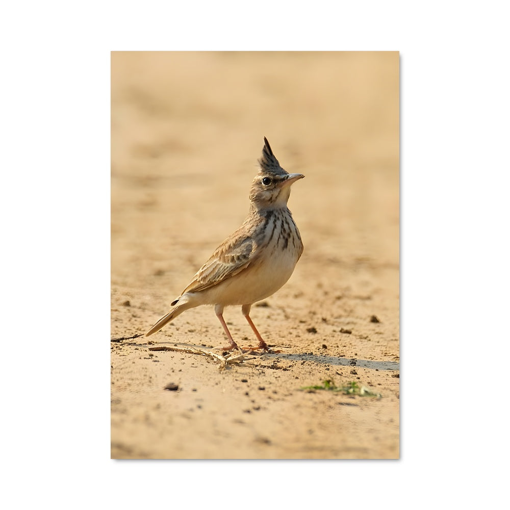 Poster Chant du Moineau