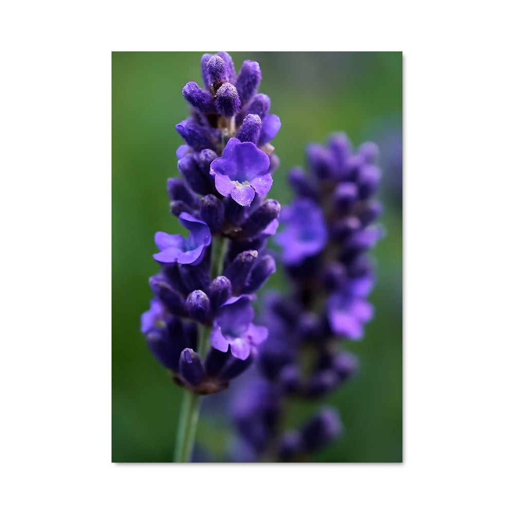 Poster Lavender 96615