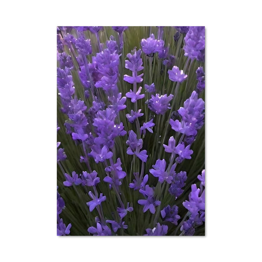 Poster Lavender 96616