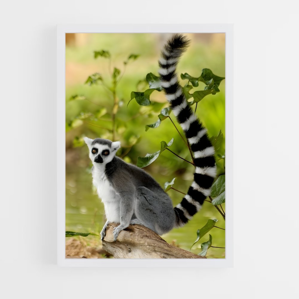 ap-lemur-1 cadre Blanc