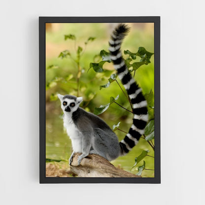 ap-lemur-1 cadre Noir