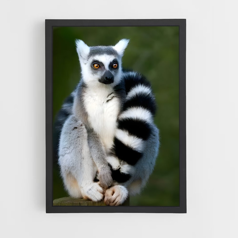 ap-lemur-4 cadre Noir