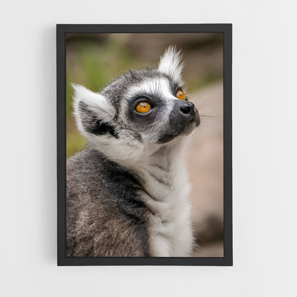 ap-lemur-7 cadre Noir