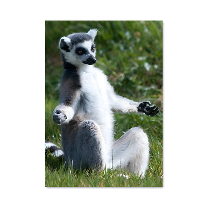 Poster Lemur Équilibriste