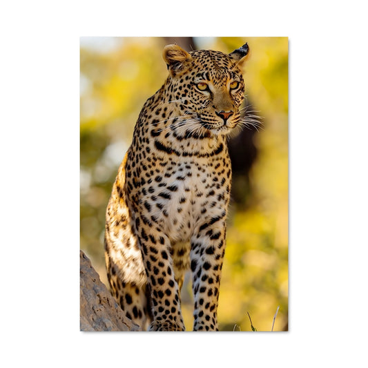 Poster Léopard Sauvage