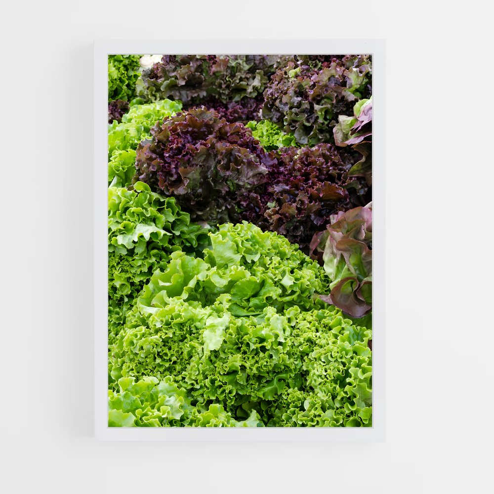 ap-lettuce-2 cadre Blanc