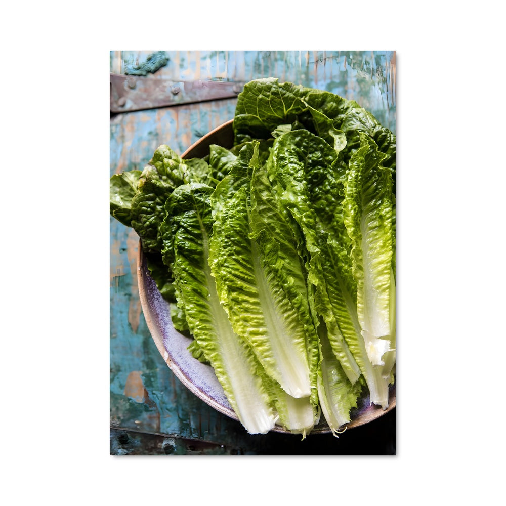 Poster Salade Romaine