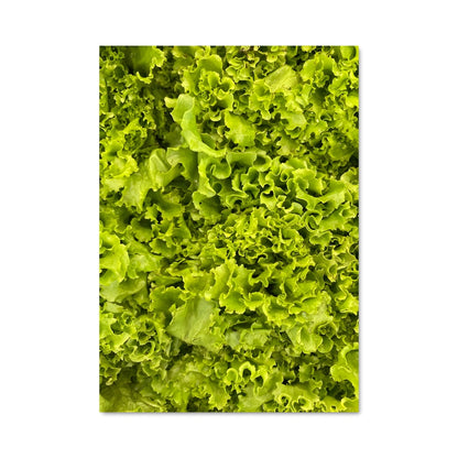 Poster Laitue Éclatante