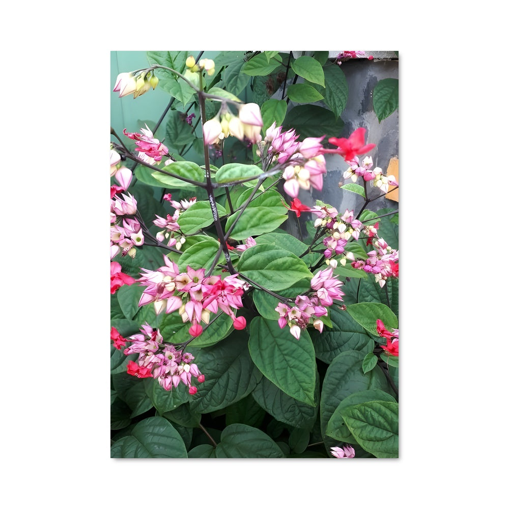 Poster Fleur de Liana