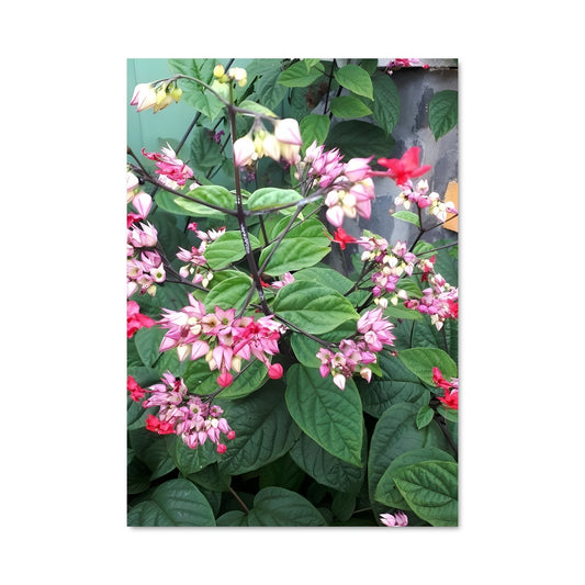 Poster Fleur de Liana