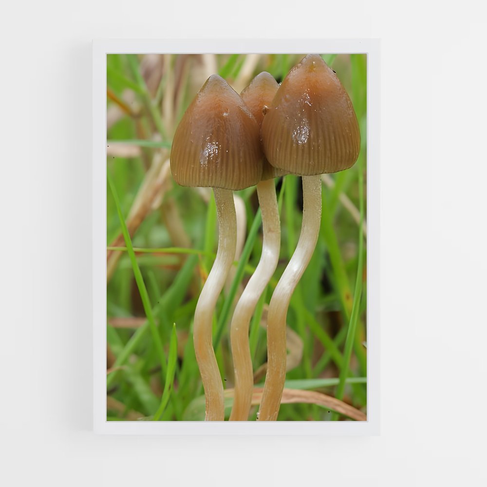 ap-liberty cap-1 cadre Blanc