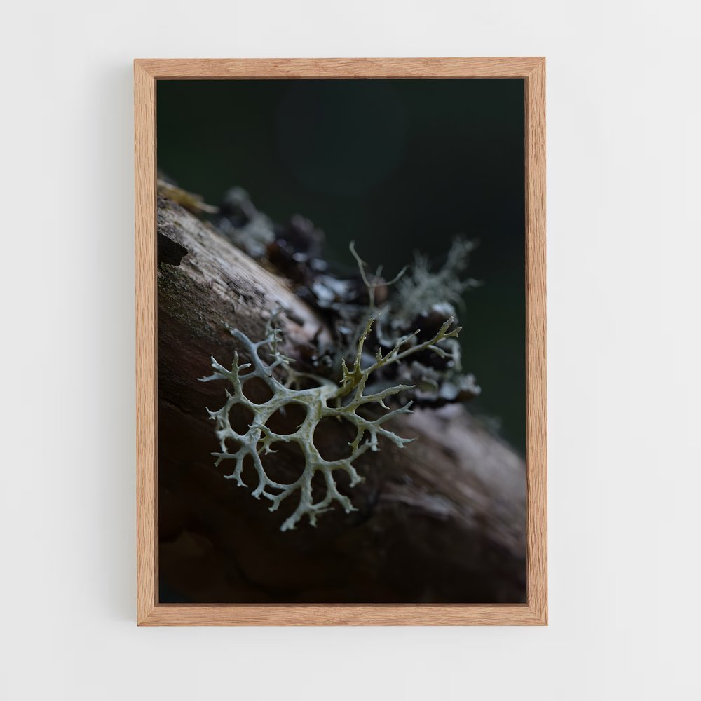 ap-lichen-4 cadre Bois clair