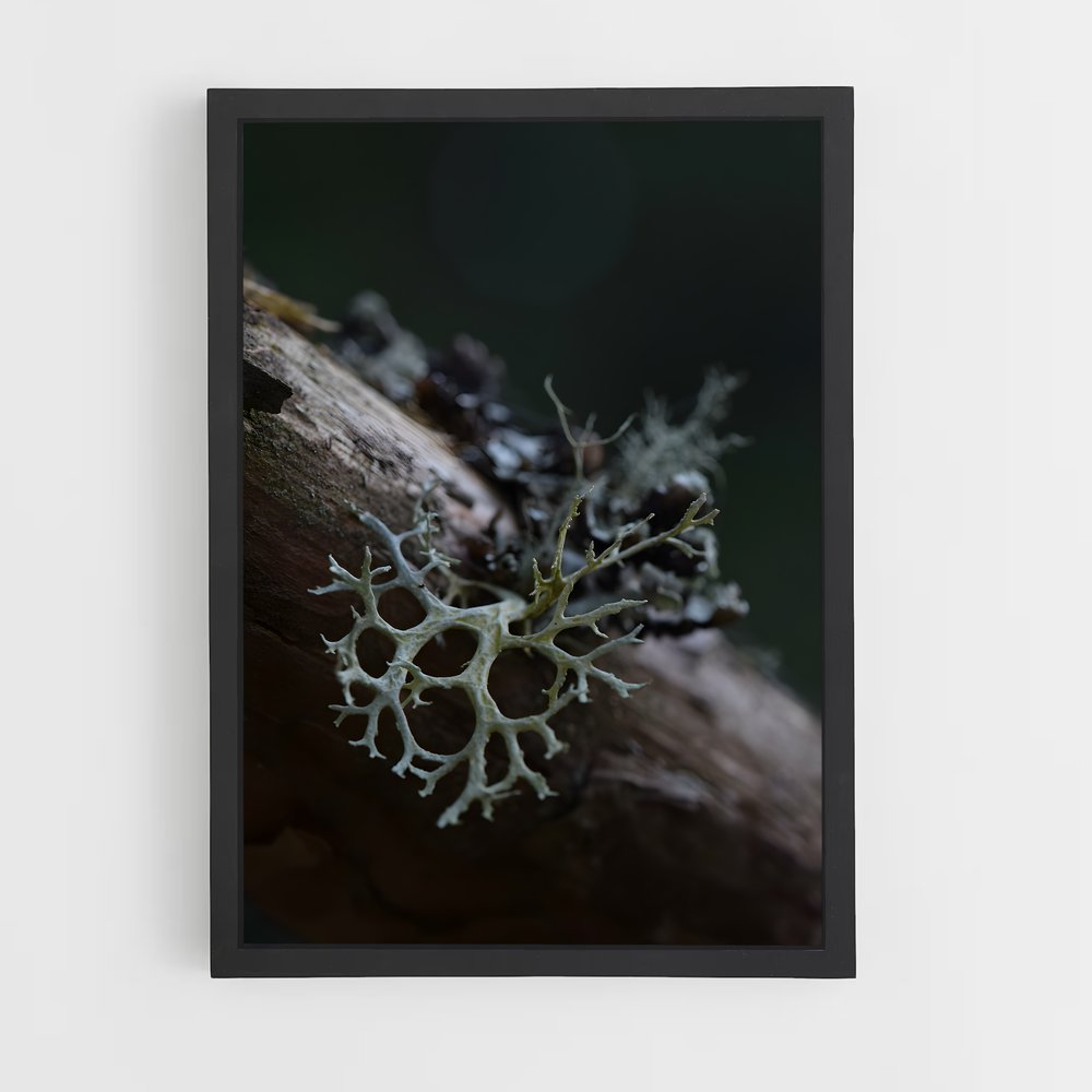 ap-lichen-4 cadre Noir