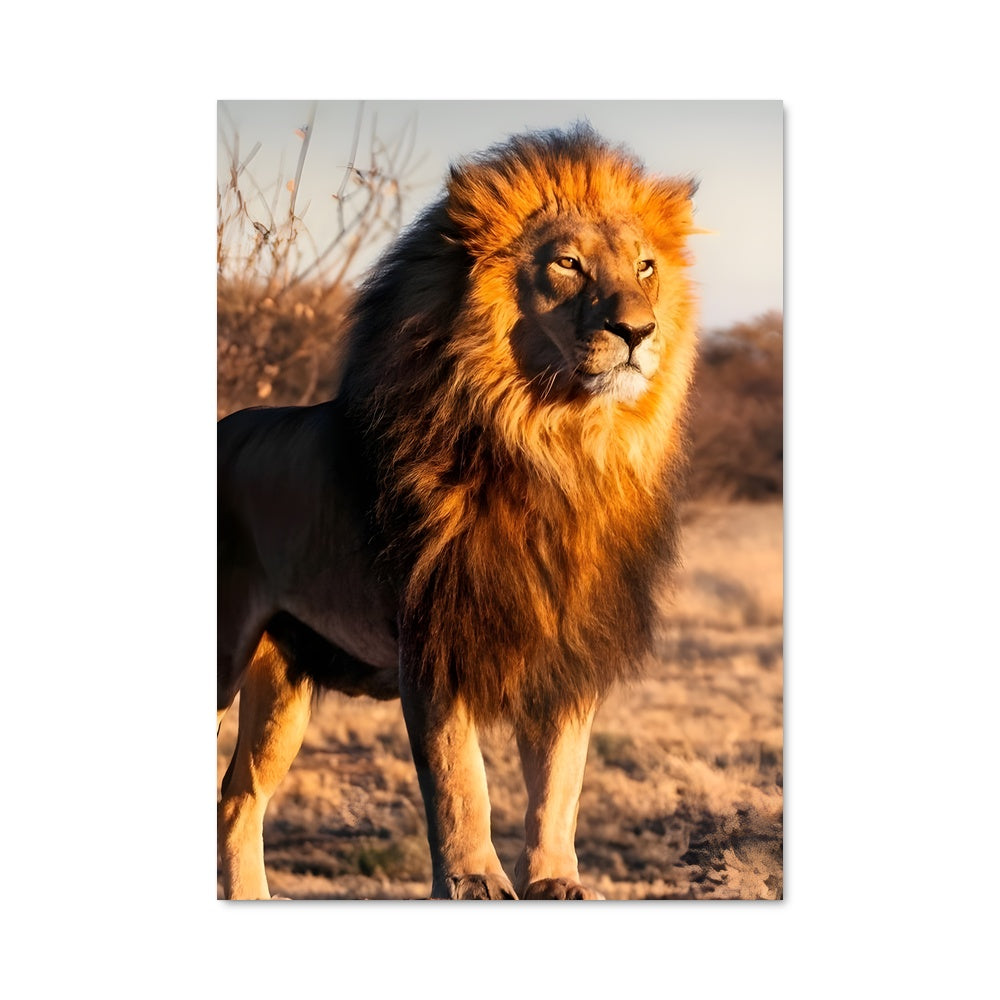 Poster Roi des Terres