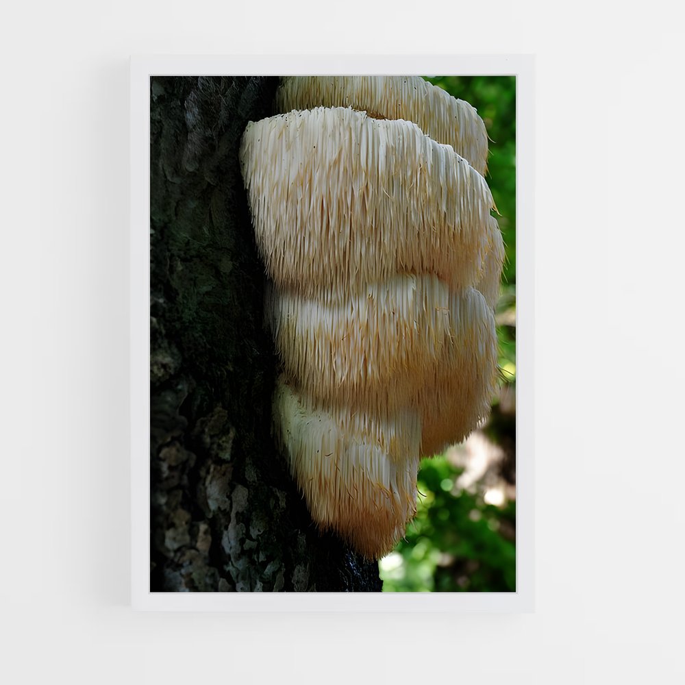 ap-lion's mane-1 cadre Blanc