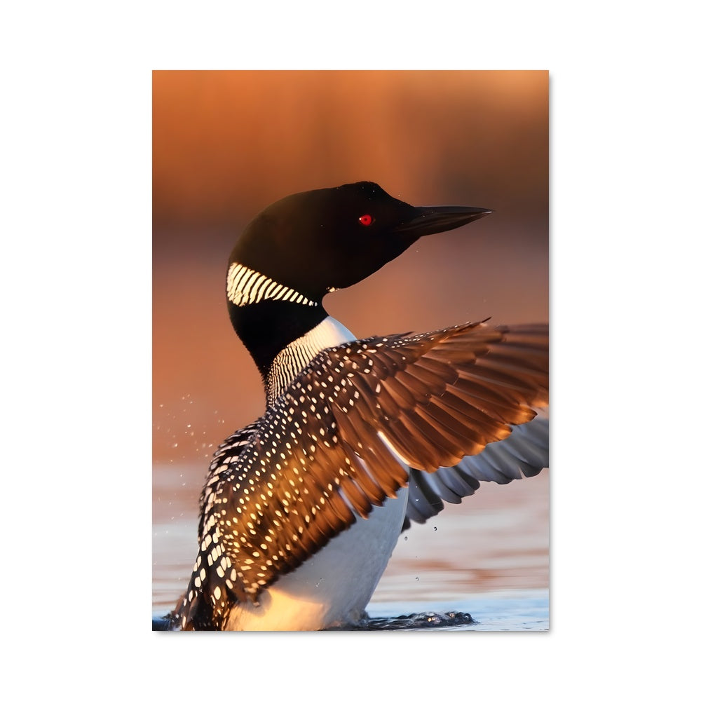 Poster Danse des Plumes