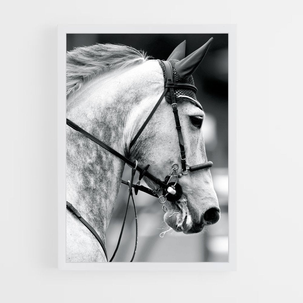 ap-ludger beerbaum-5 cadre Blanc