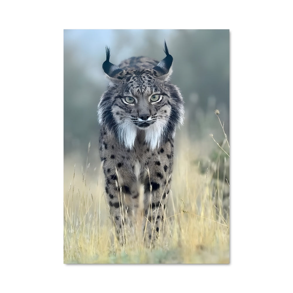 Poster Lynx dans les Graminées