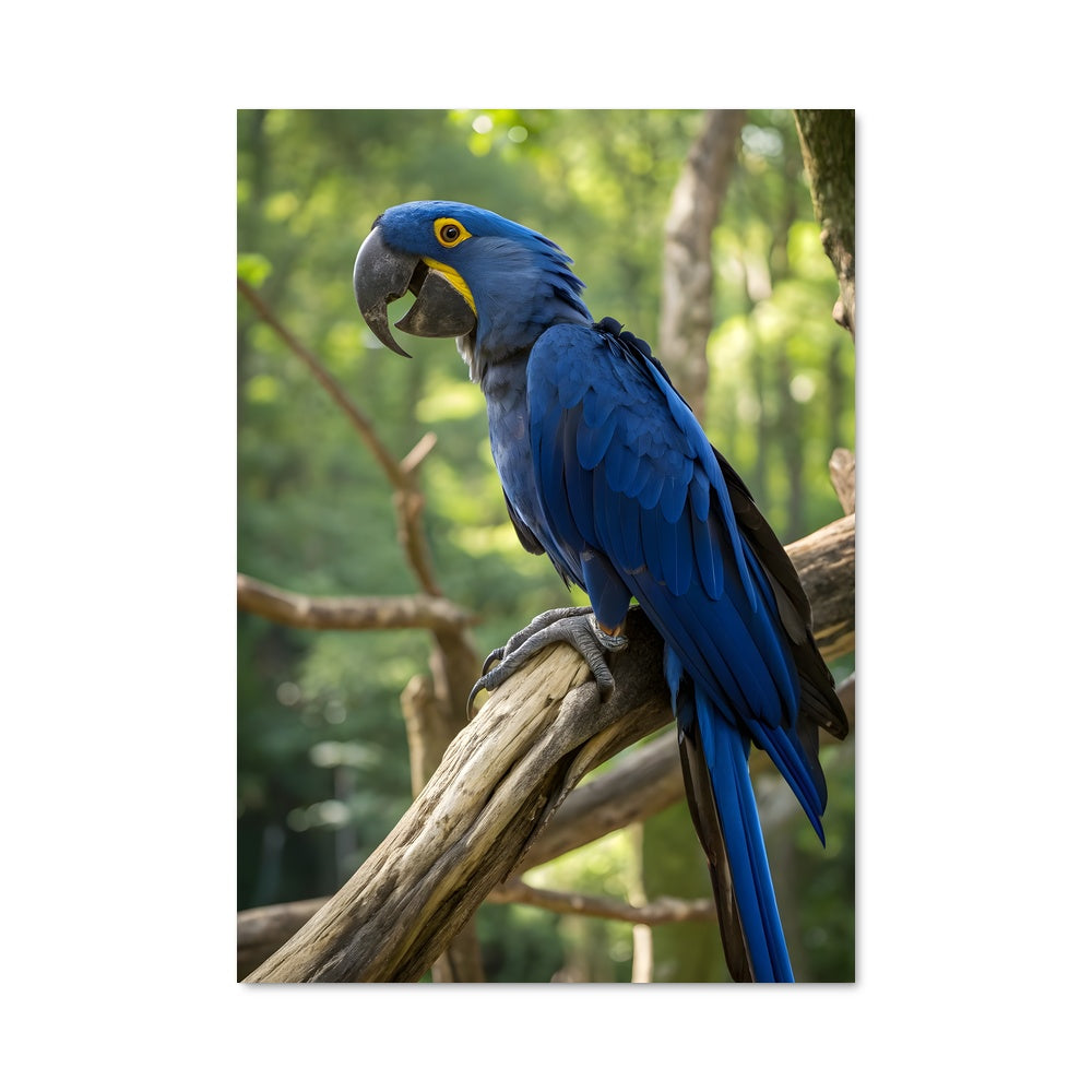 Poster Parole de Perroquet